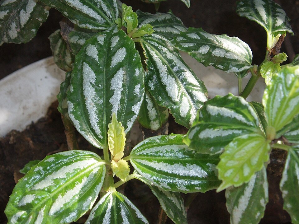 Aluminum Plant (Pilea cadierei)
