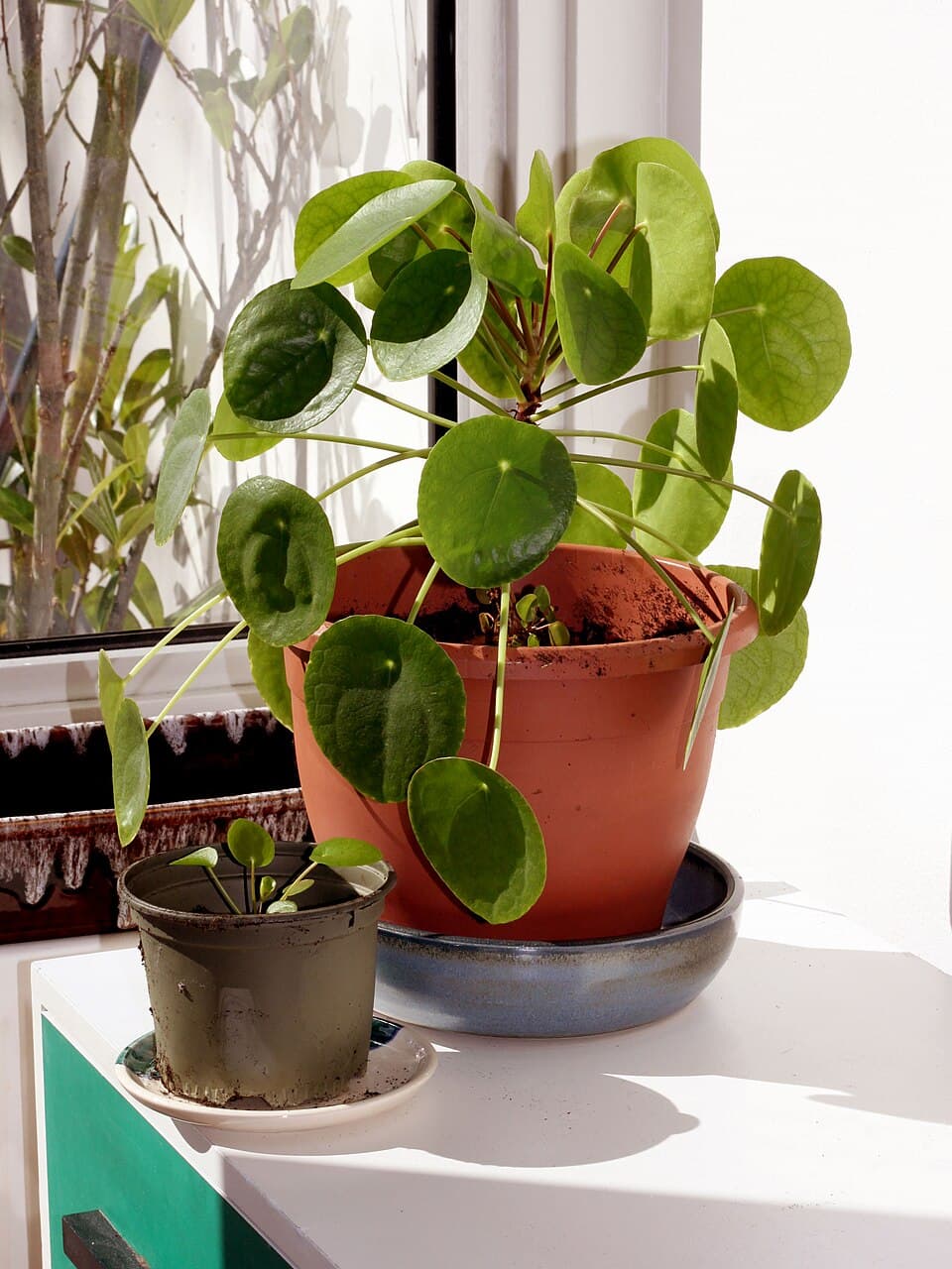 Real photograph of Chinese money plant (Pilea peperomioides)