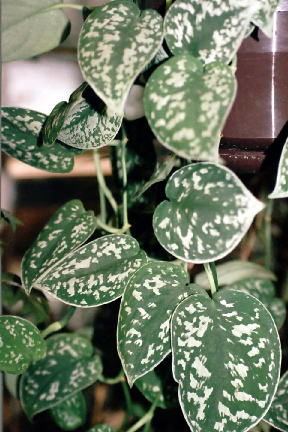 Real photograph of Scindapsus Pictus (Scindapsus pictus)