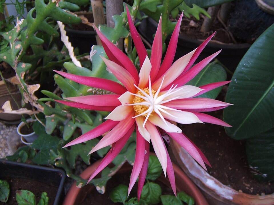 Anthonyanus fishbone cactus (Selenicereus anthonyanus)