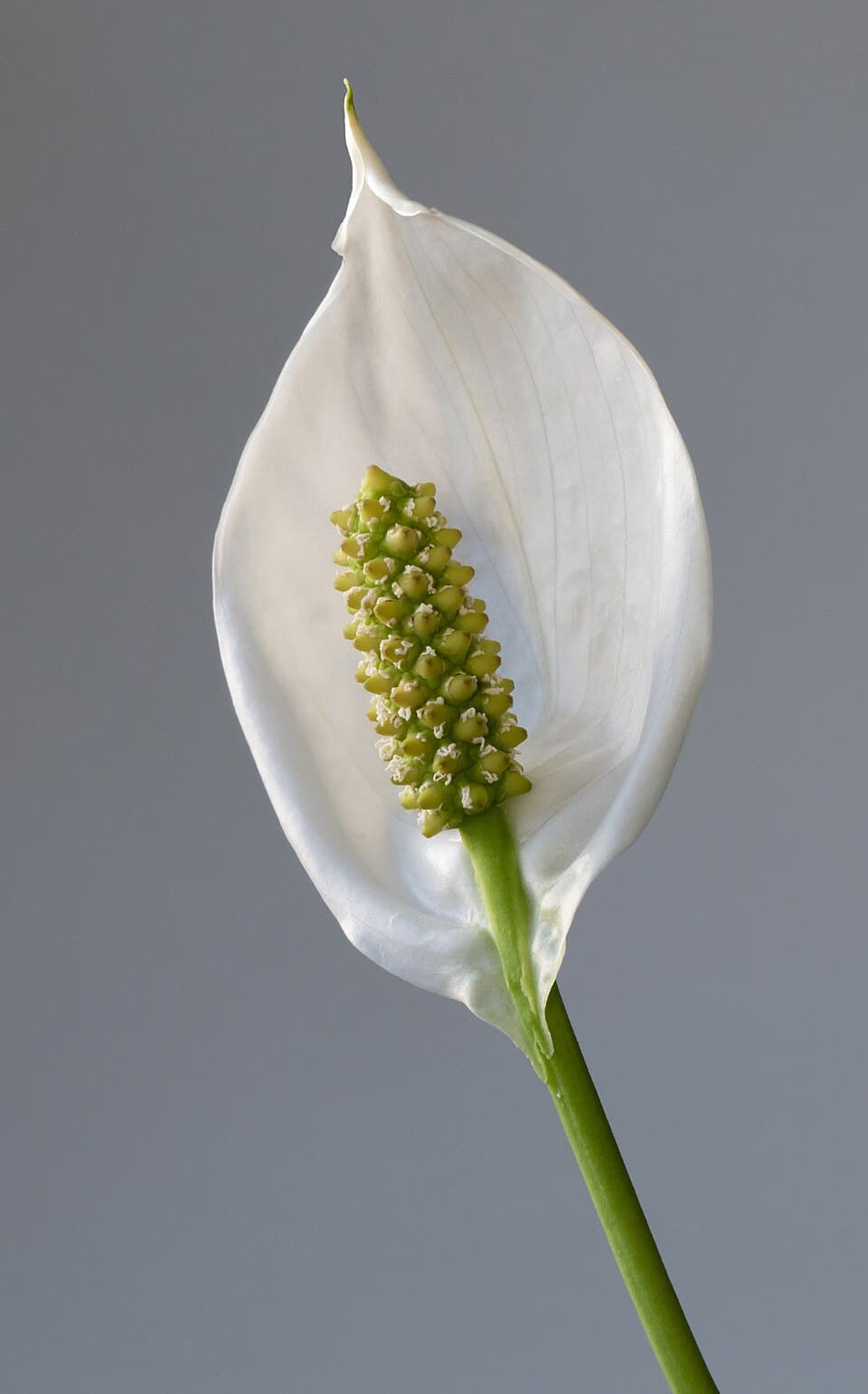 Real representative photograph of Peace lily for the Peace Lily category