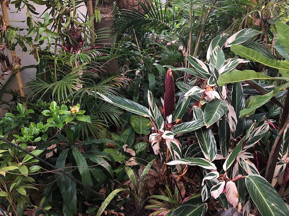 Stromanthe Sanguinea (Stromanthe sanguinea)