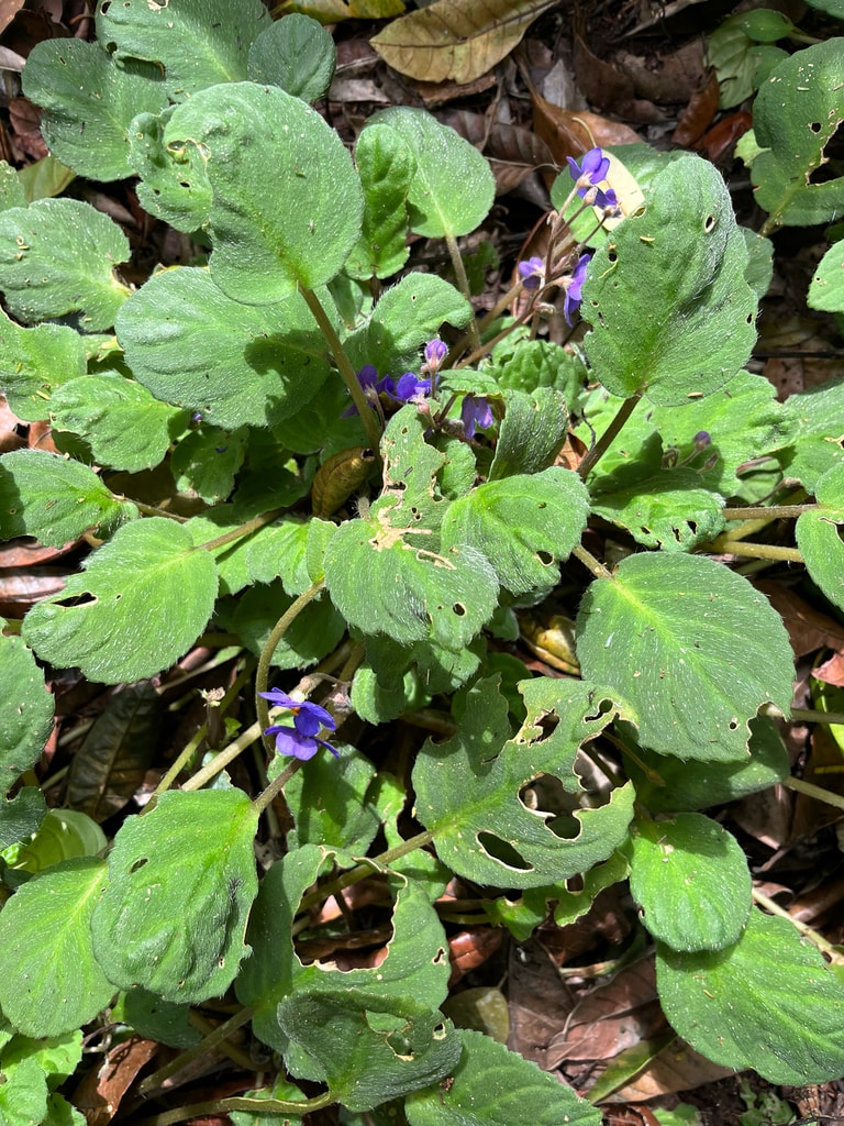 African violet (Streptocarpus ionanthus)