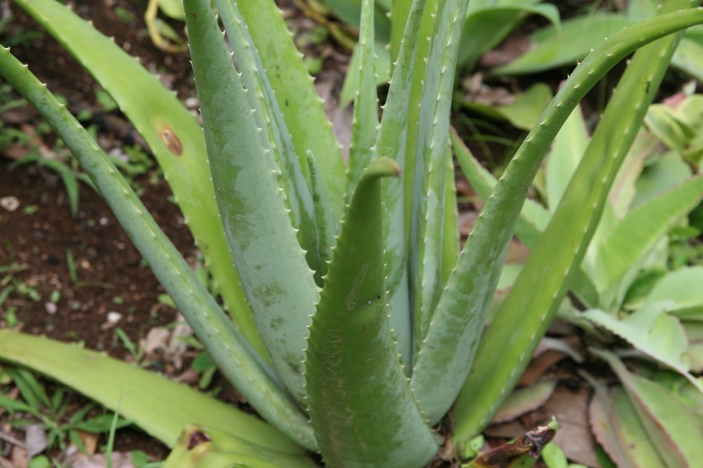 Aloe Vera (Aloe vera)