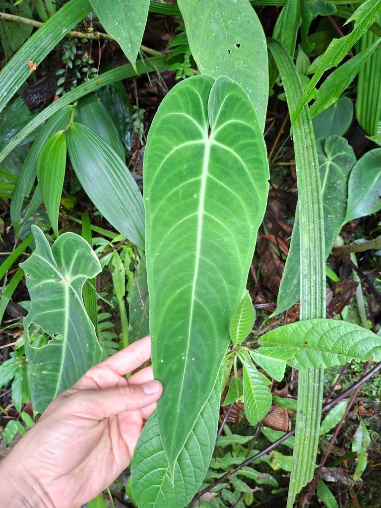 Anthurium Warocqueanum (Anthurium warocqueanum)