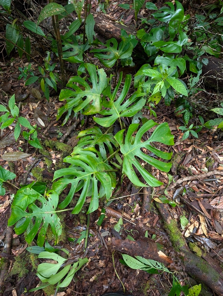 Swiss cheese plant (Monstera deliciosa)