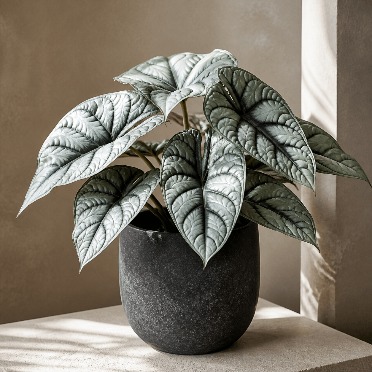 Alocasia Silver Dragon (Alocasia baginda ‘Silver Dragon’)