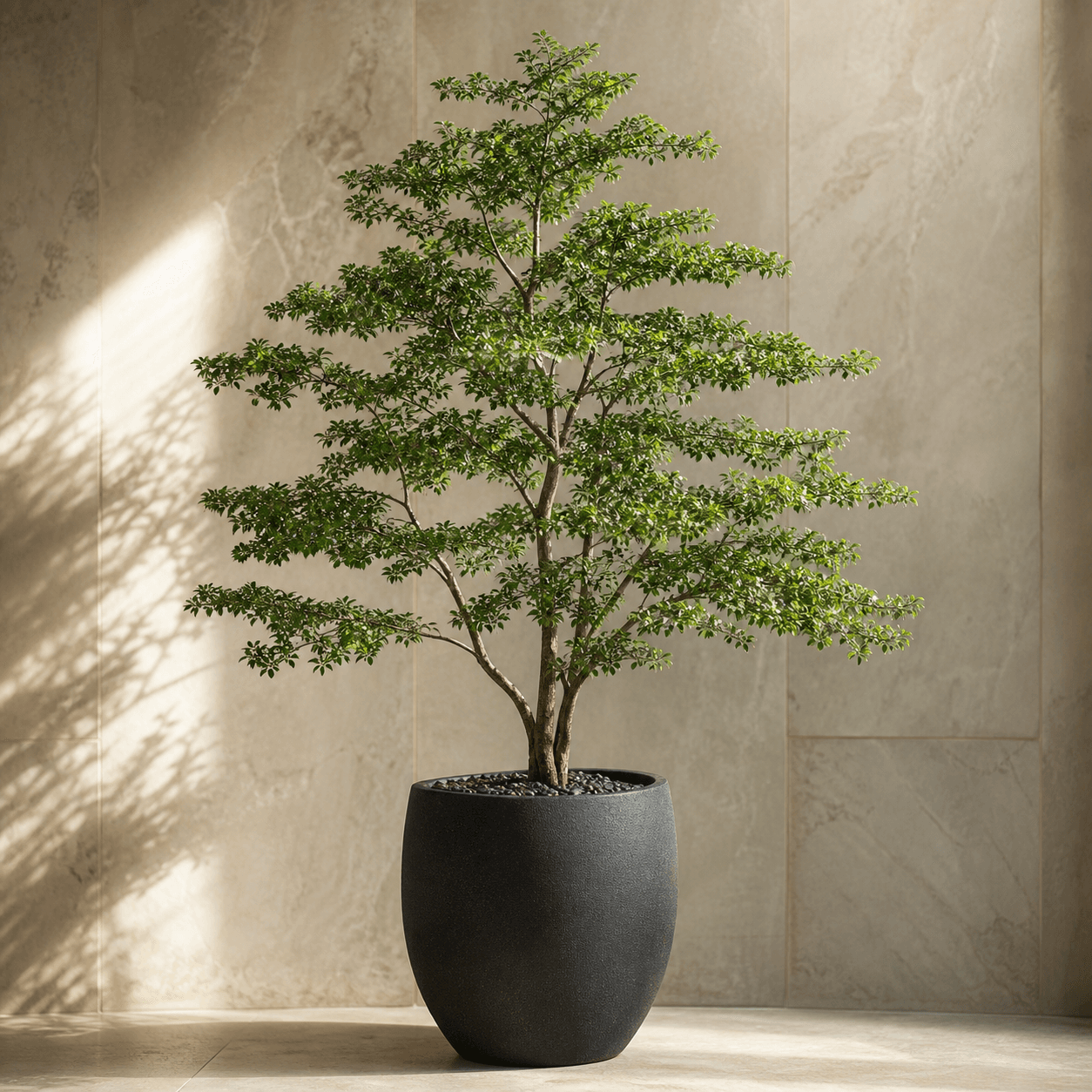 AI-generated concept of Black Olive / Shady Lady; Black Olive / Shady Lady identity requires verification