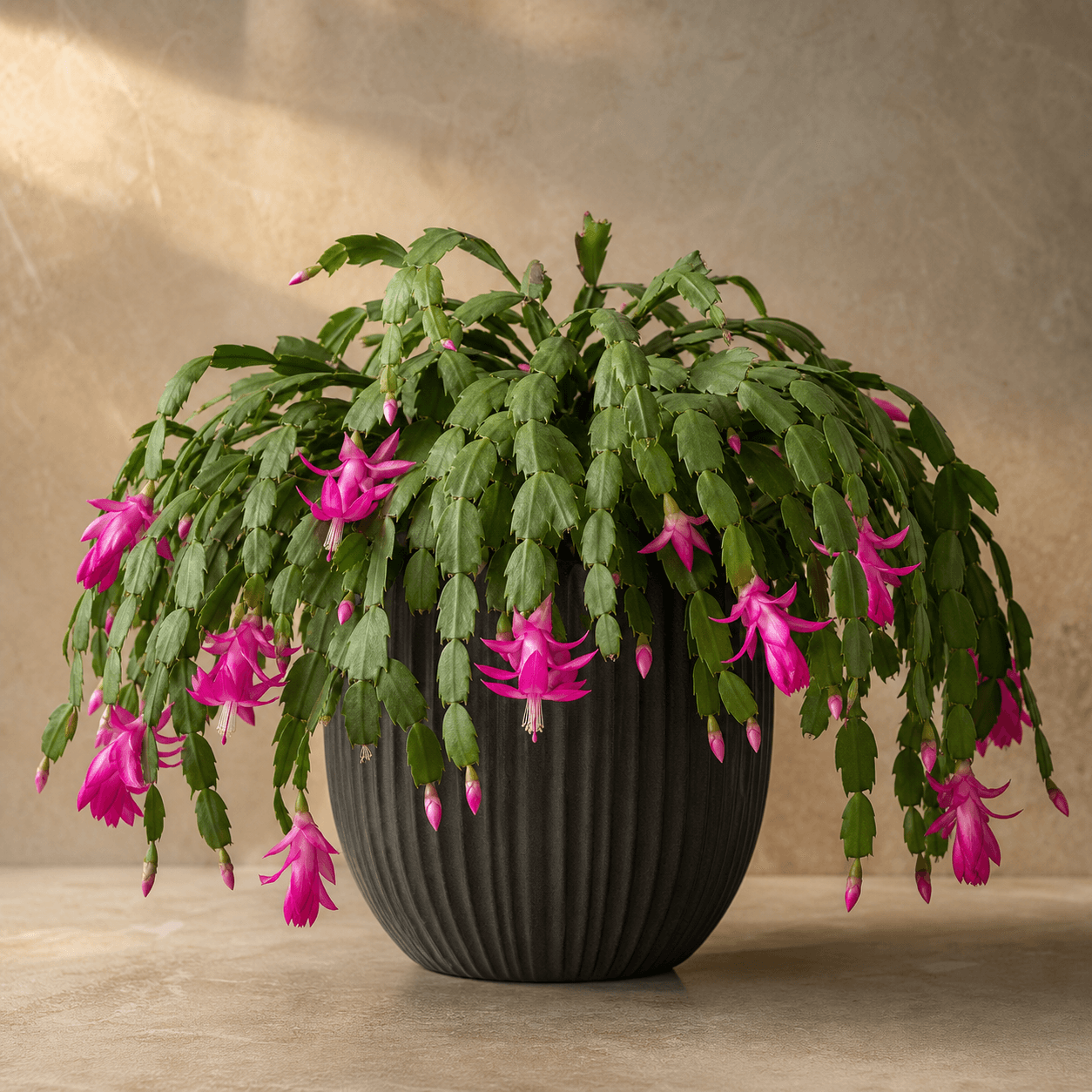 AI-generated concept of Christmas Cactus; Christmas Cactus identity requires verification