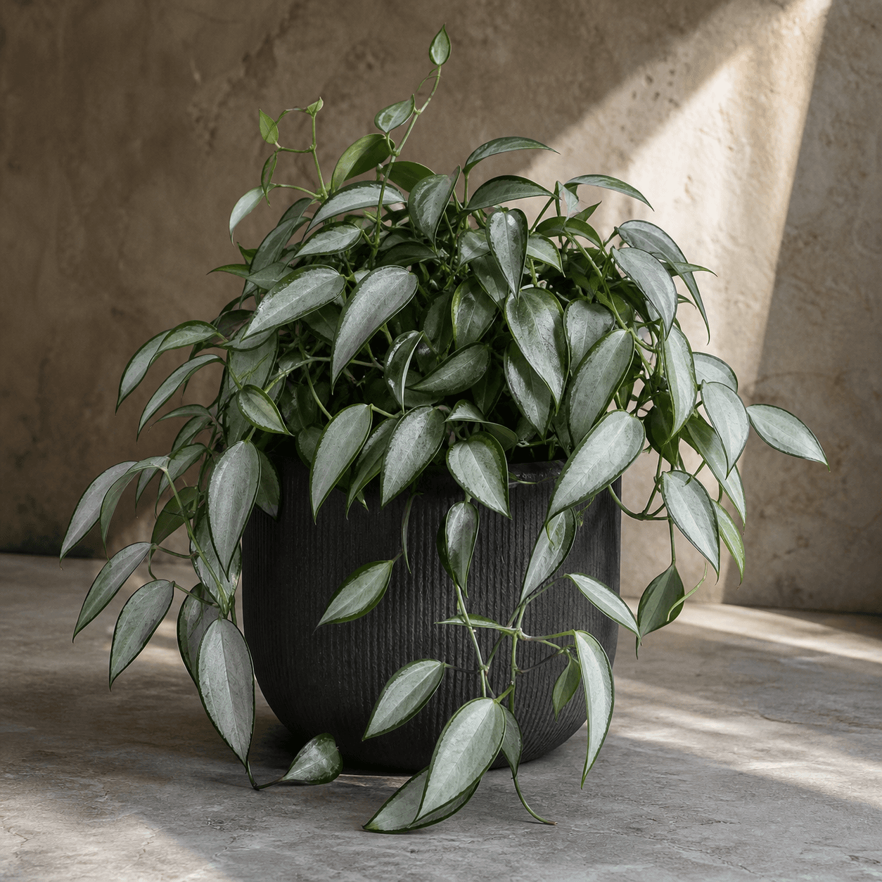 AI-generated concept of Sterling Silver Scindapsus; Sterling Silver Scindapsus identity requires verification