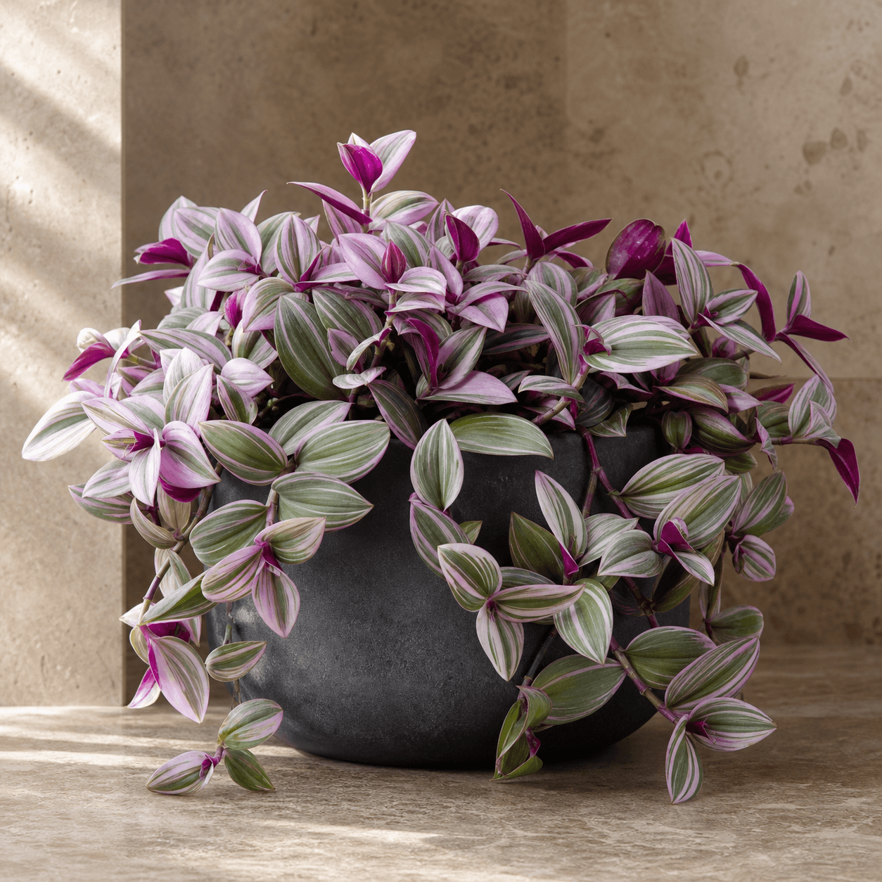 AI-generated concept of Tradescantia Nanouk; Tradescantia Nanouk identity requires verification