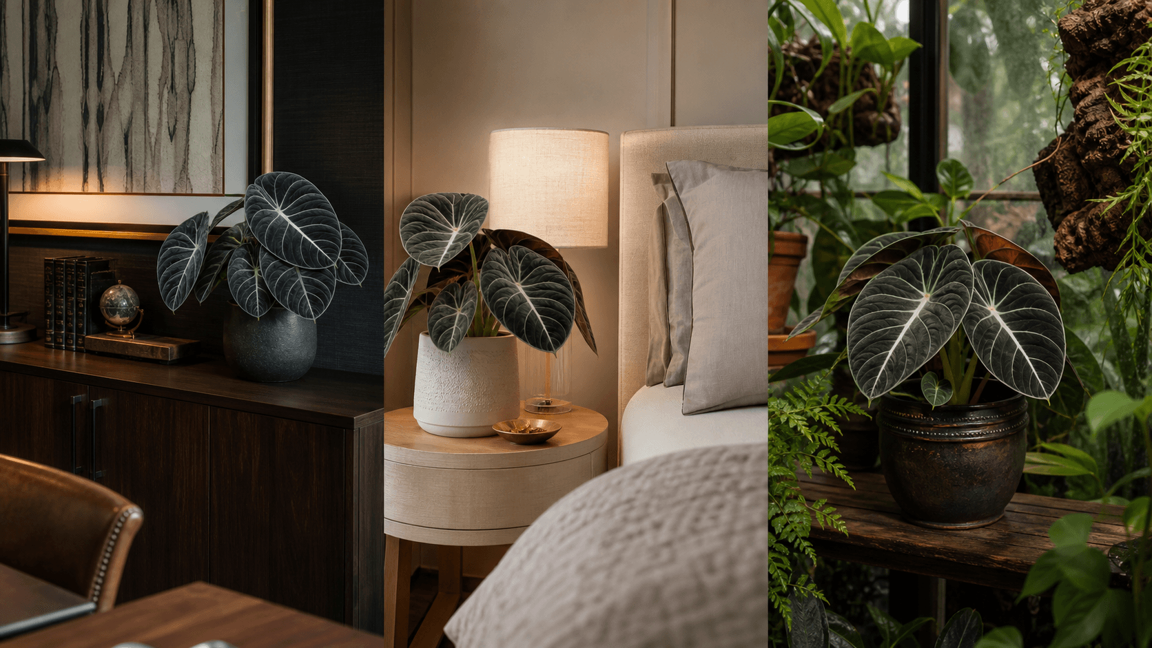 Alocasia Black Velvet shown in three settings: Executive office, Refined living room, Bright conservatory