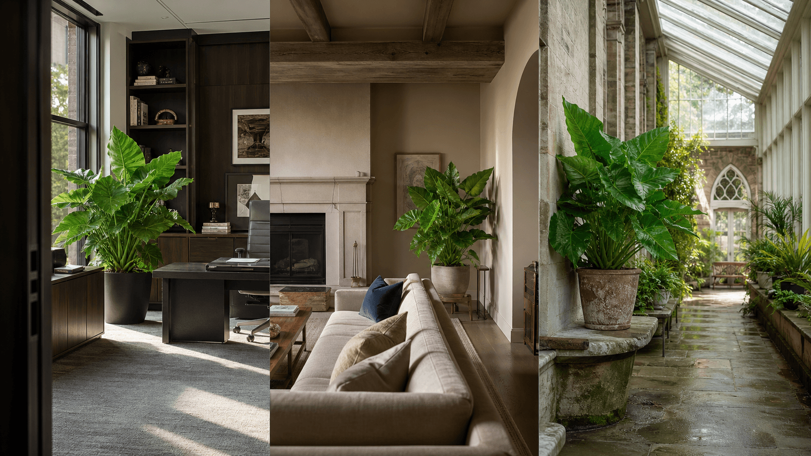 Brisbanensis jewel alocasia shown in three settings: Executive office, Refined living room, Bright conservatory