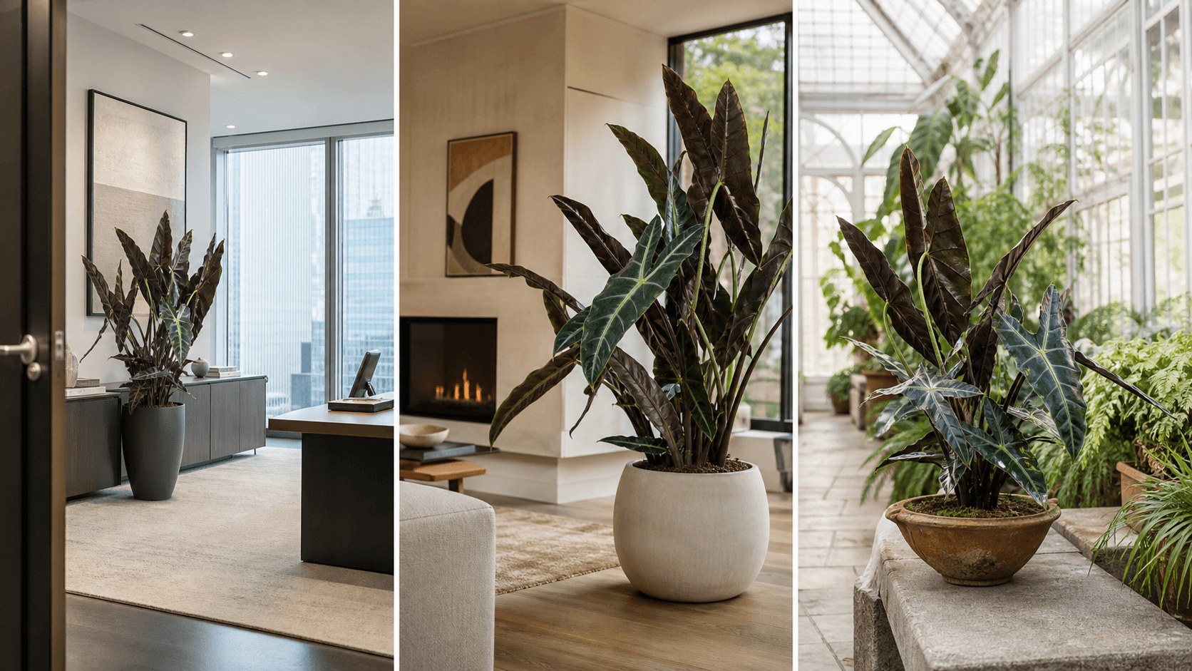 Longiloba jewel alocasia shown in three settings: Executive office, Refined living room, Bright conservatory