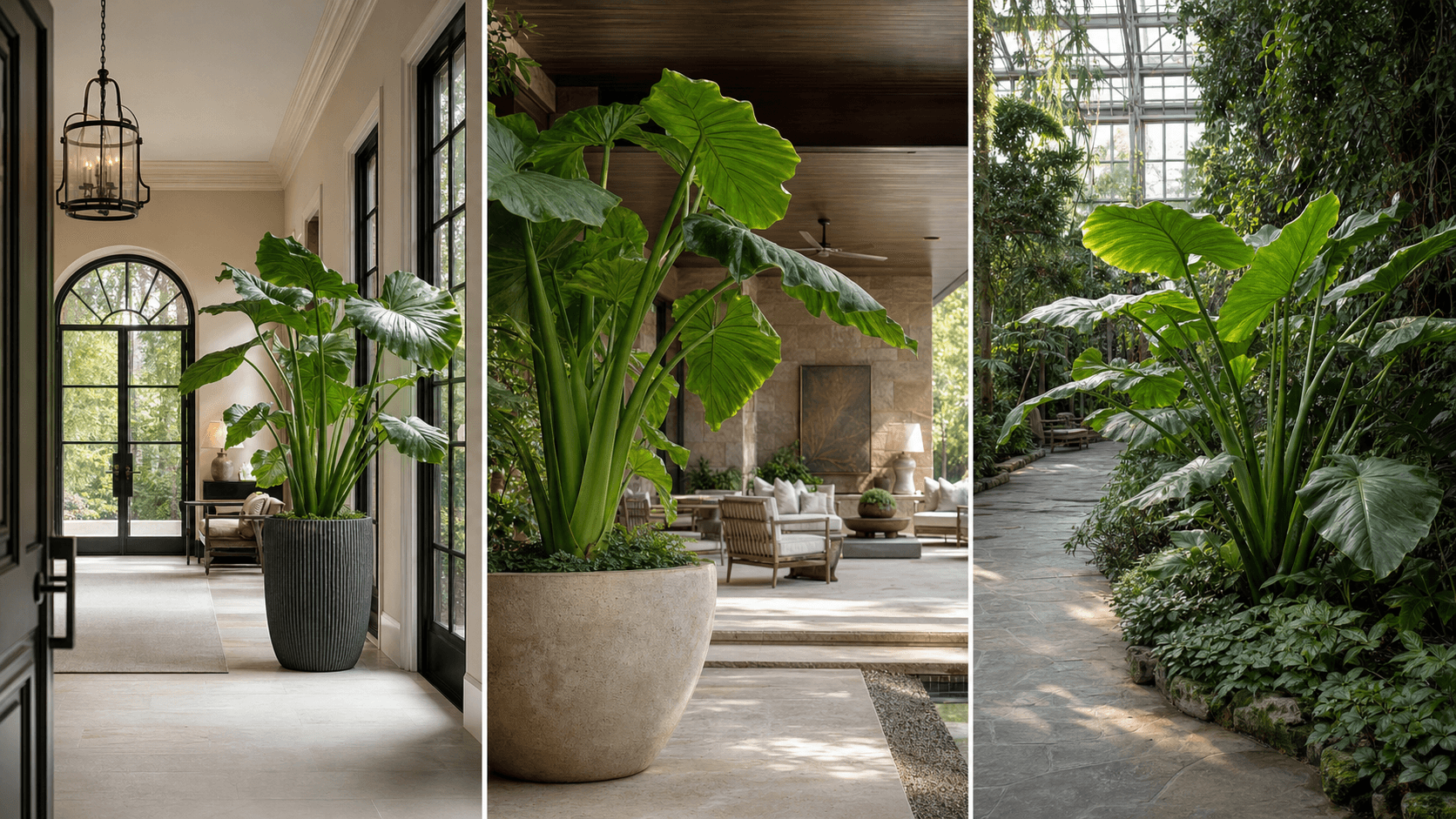 Macrorrhizos jewel alocasia shown in three settings: Executive office, Refined living room, Bright conservatory