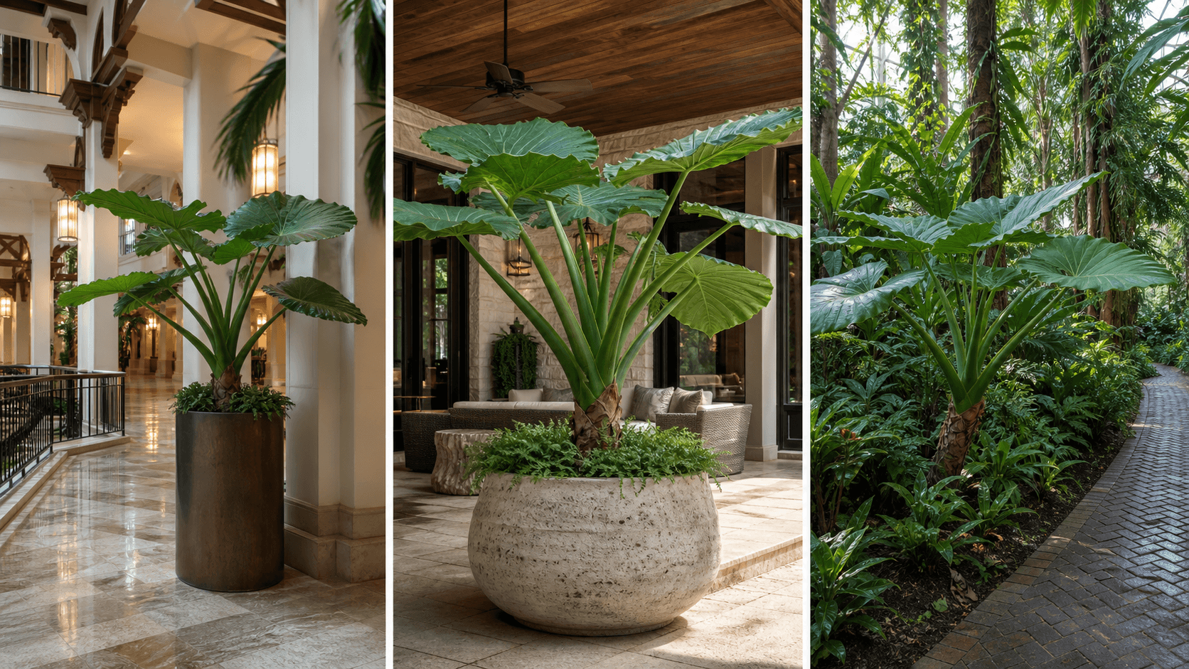 Odora jewel alocasia shown in three settings: Executive office, Refined living room, Bright conservatory
