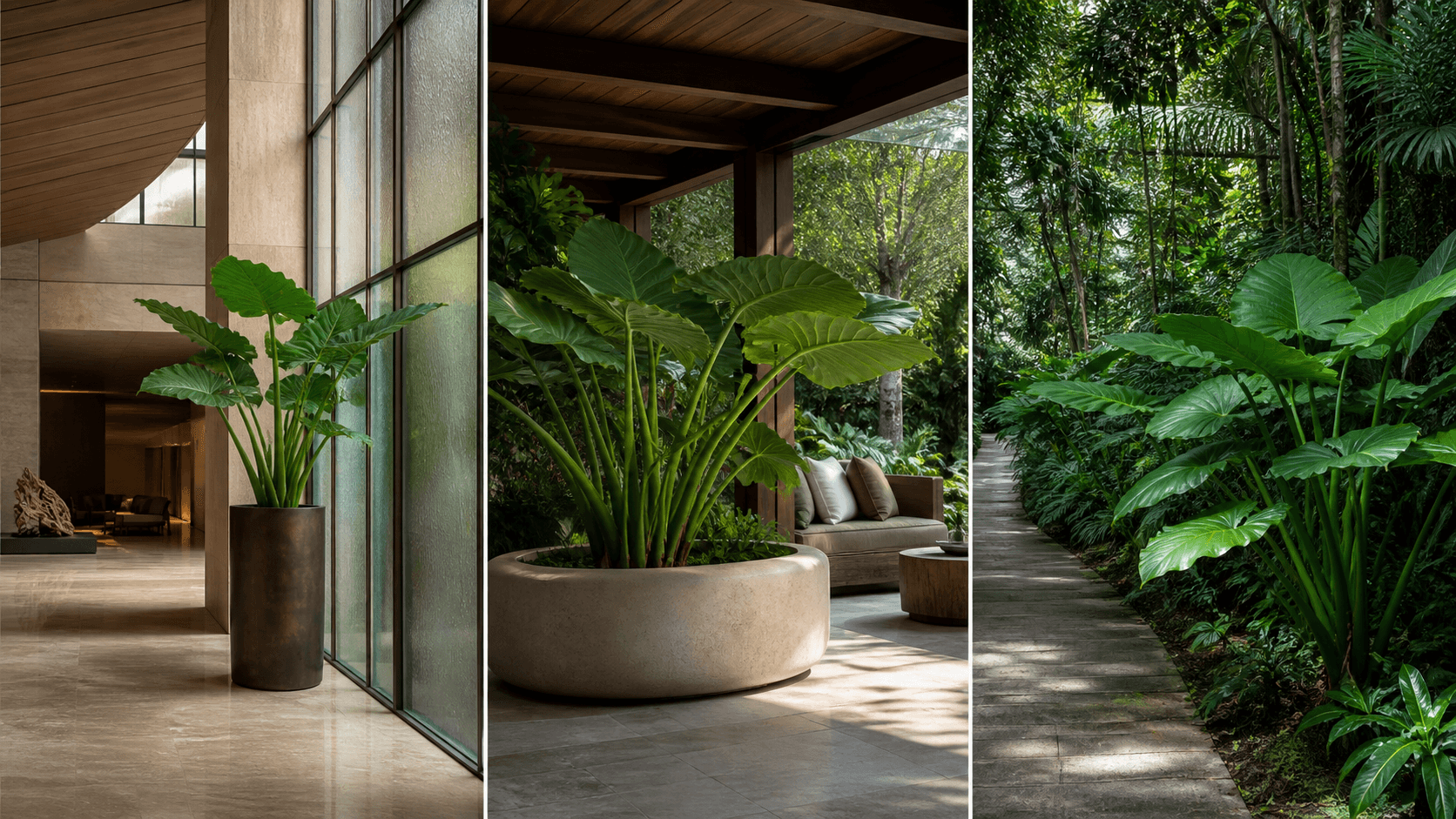 Sarawakensis jewel alocasia shown in three settings: Executive office, Refined living room, Bright conservatory