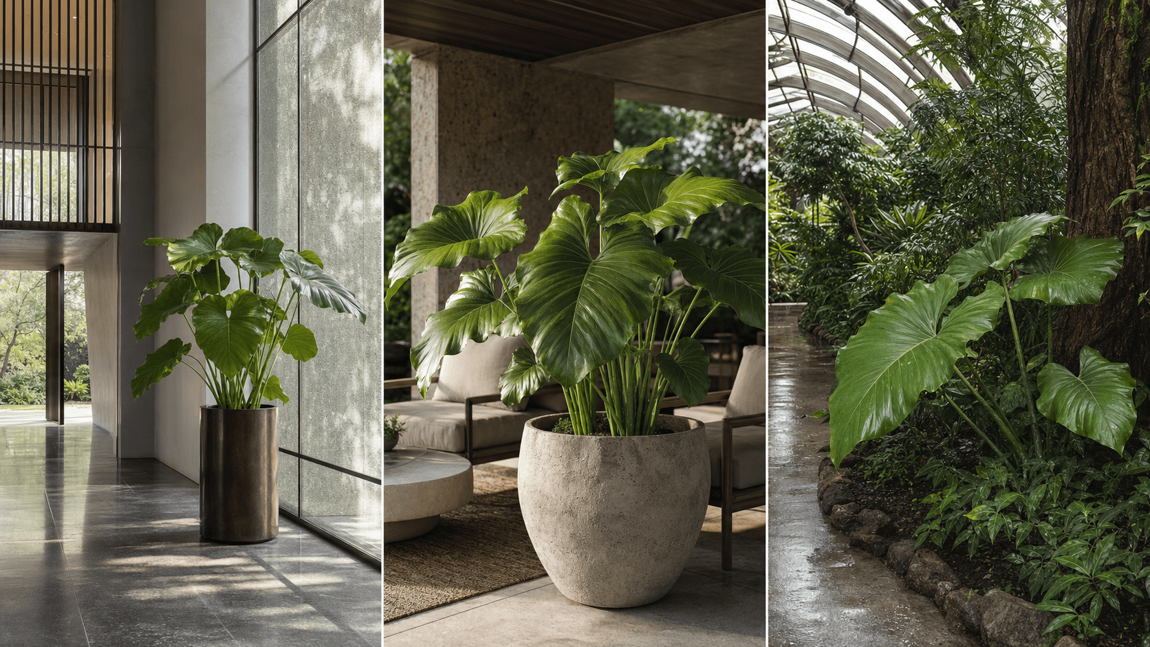 Brownii anthurium shown in three settings: Executive office, Refined living room, Bright conservatory
