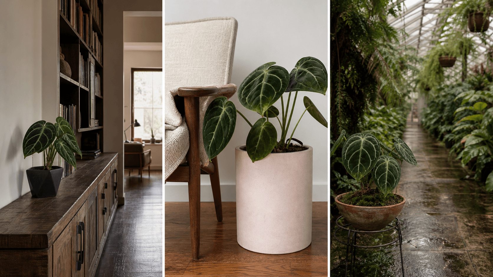 Forgetii anthurium shown in three settings: Executive office, Refined living room, Bright conservatory