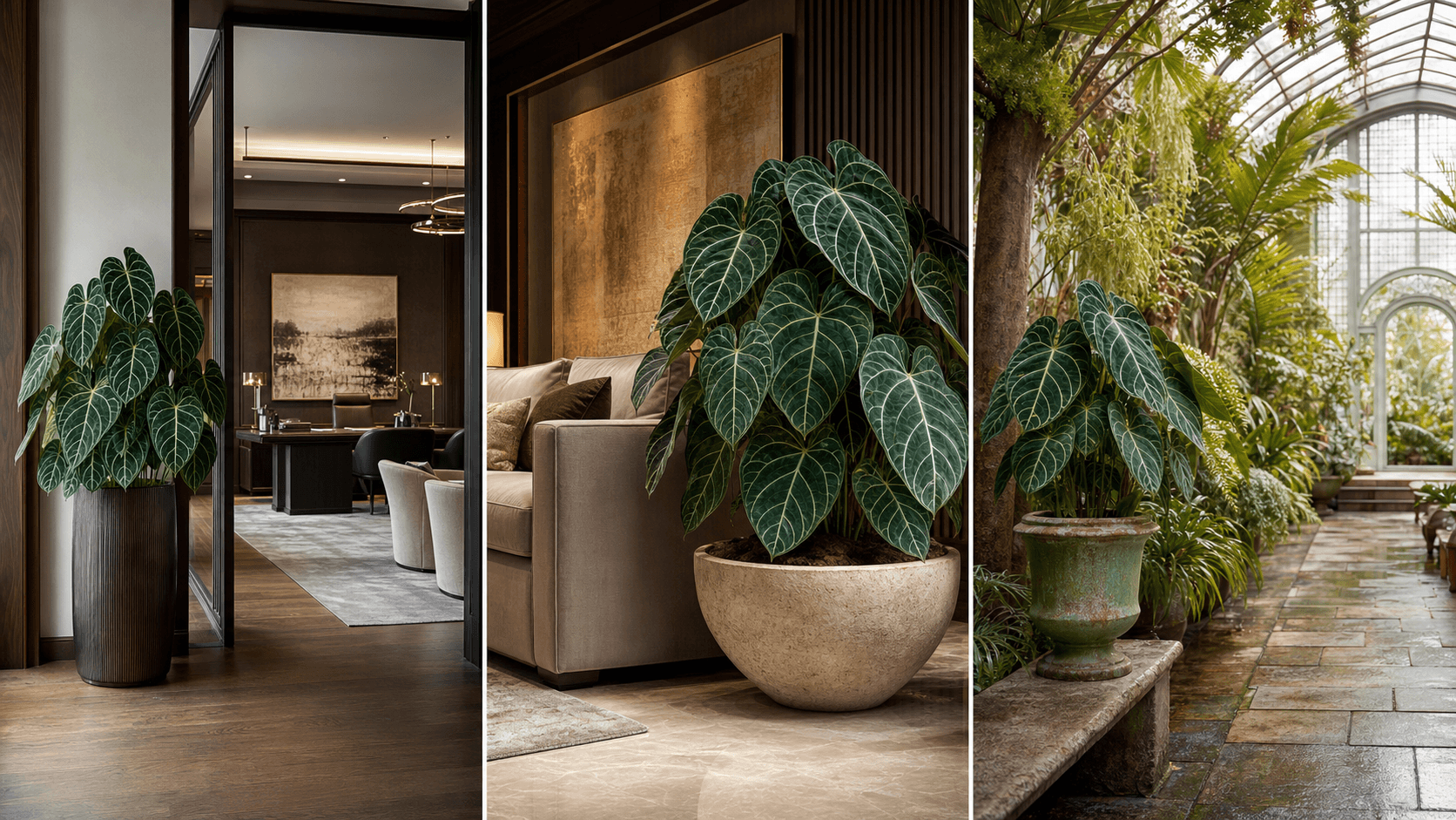 Magnificum anthurium shown in three settings: Executive office, Refined living room, Bright conservatory
