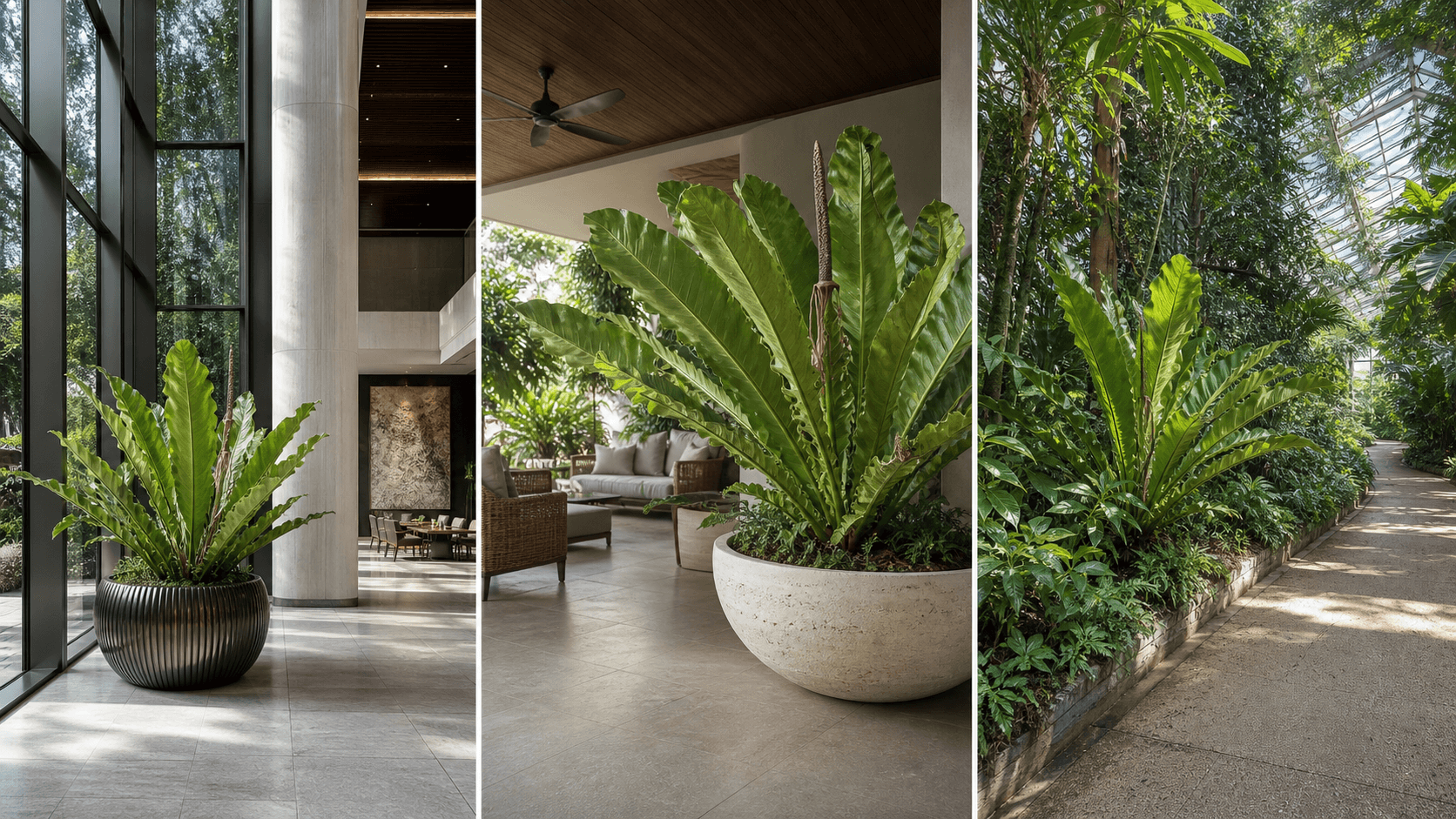 Schlechtendalii anthurium shown in three settings: Executive office, Refined living room, Bright conservatory