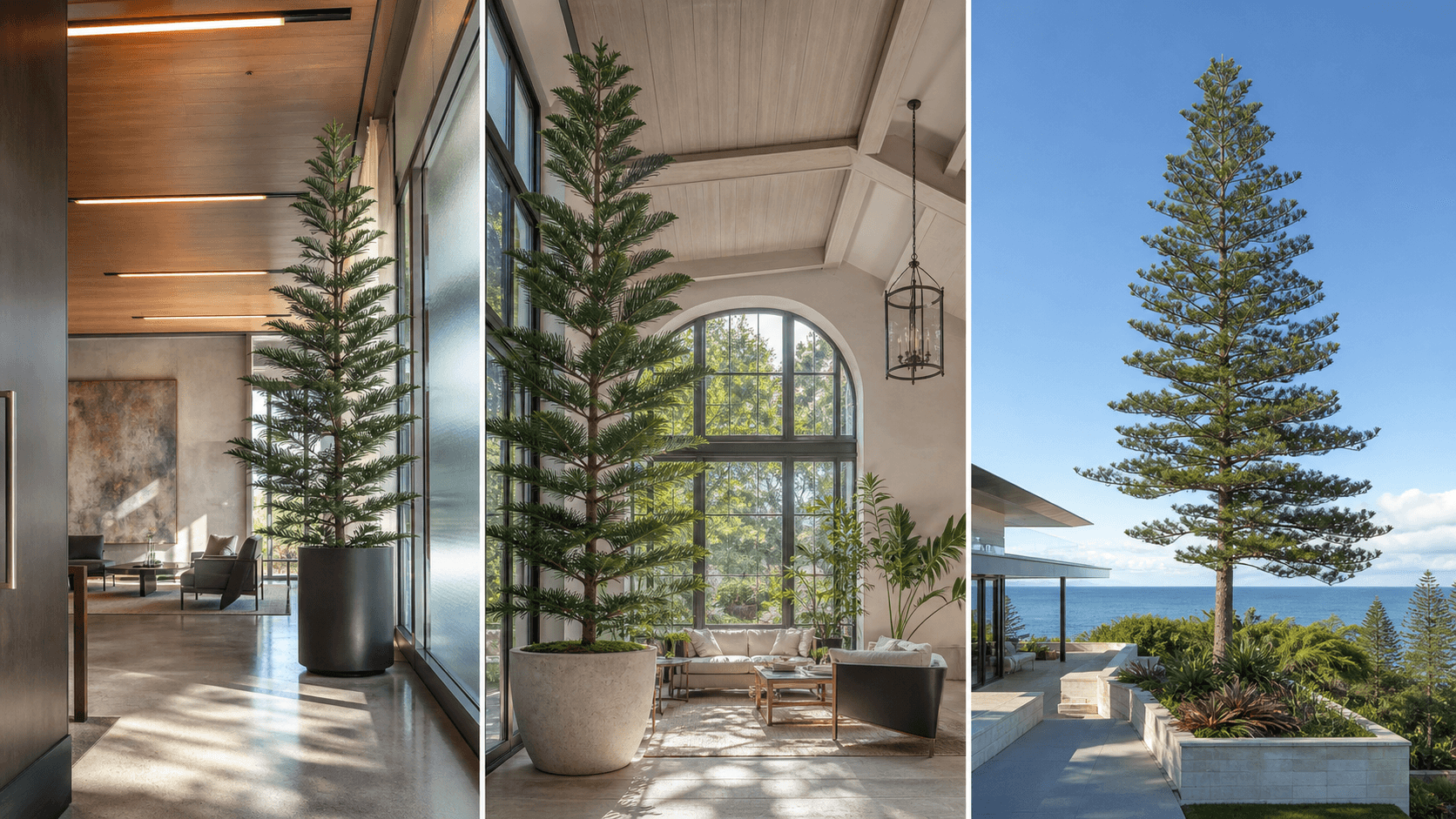 Norfolk Island Pine shown in three settings: Executive office, Refined living room, Bright conservatory