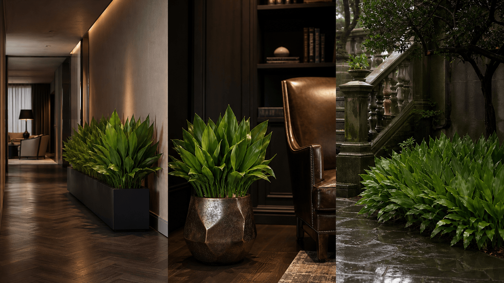 Cast iron plant shown in three settings: Executive office, Refined living room, Bright conservatory