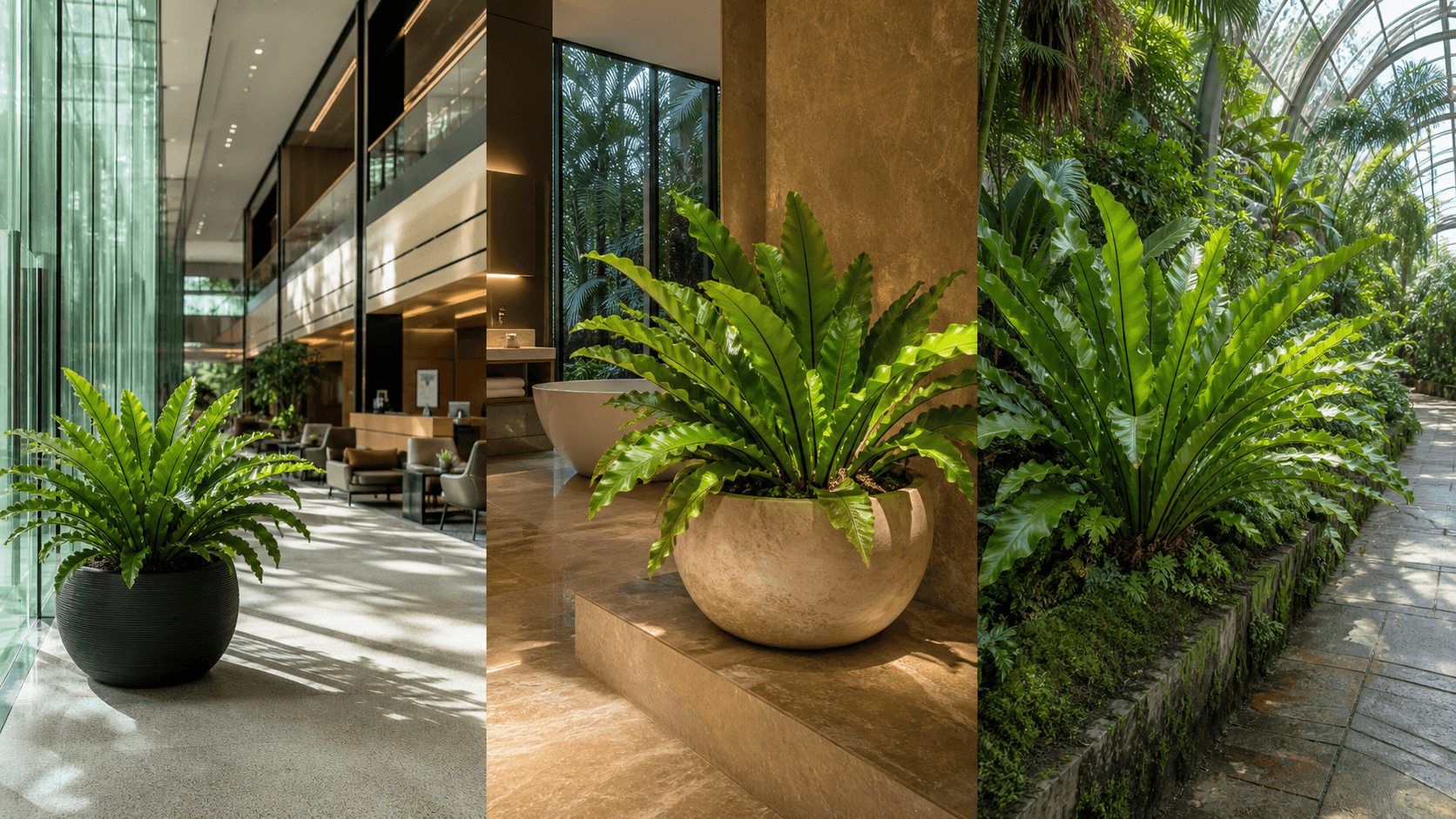Bird’s-Nest Fern shown in three settings: Spa bathroom, Shaded living room, Glass conservatory