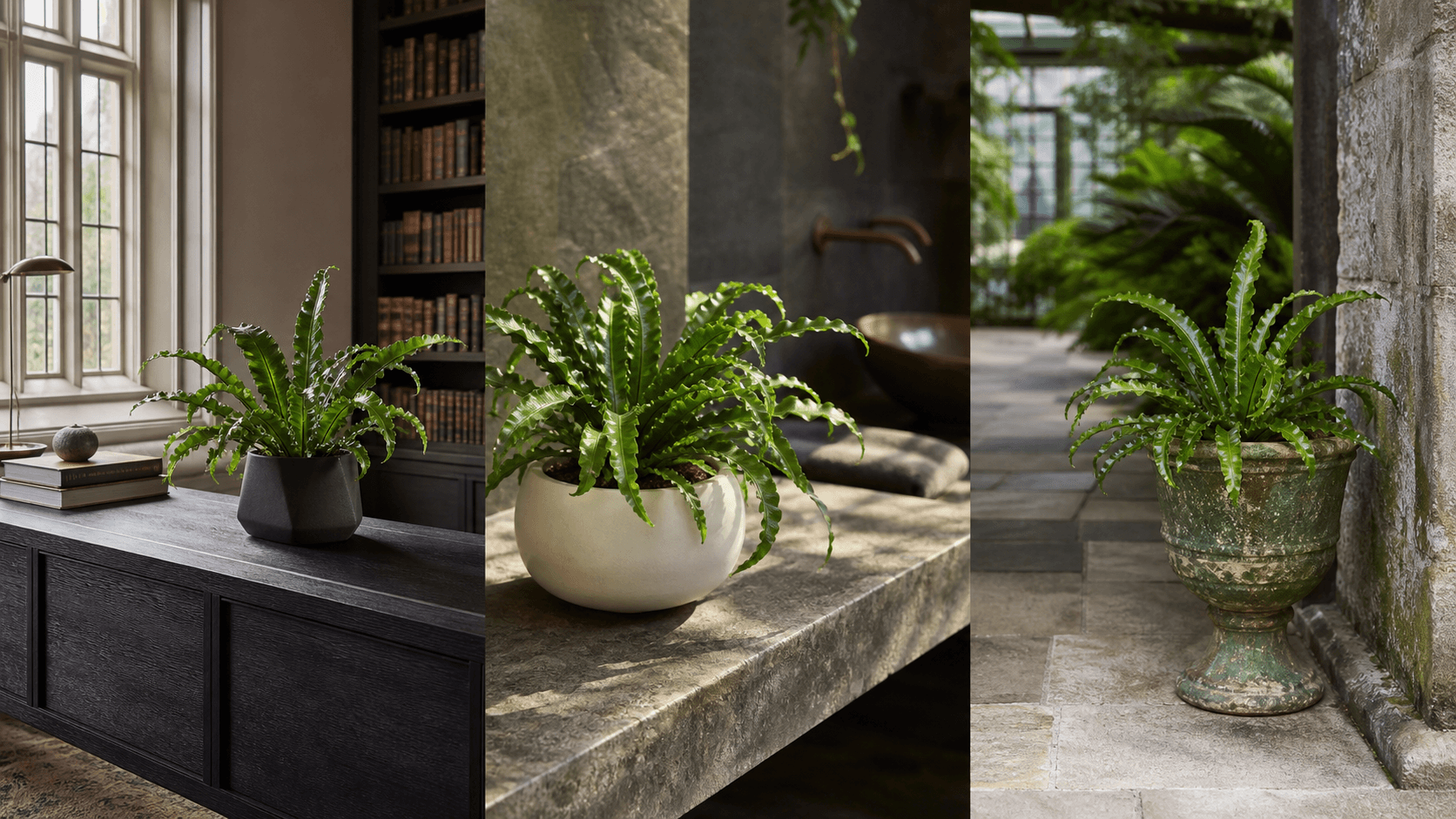 Scolopendrium spleenwort fern shown in three settings: Spa bathroom, Shaded living room, Glass conservatory