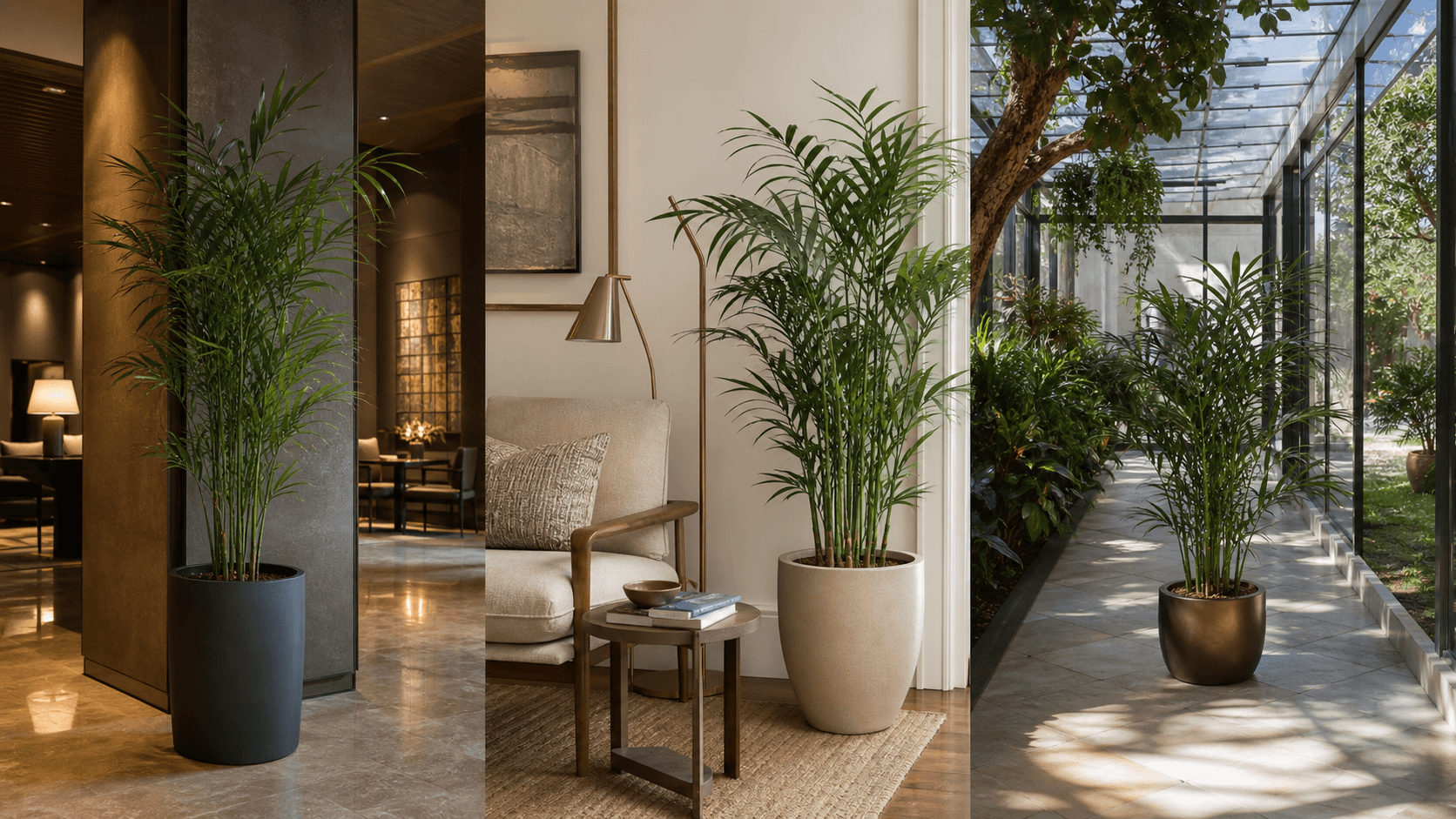 Bamboo Palm shown in three settings: Executive office, Refined living room, Bright conservatory