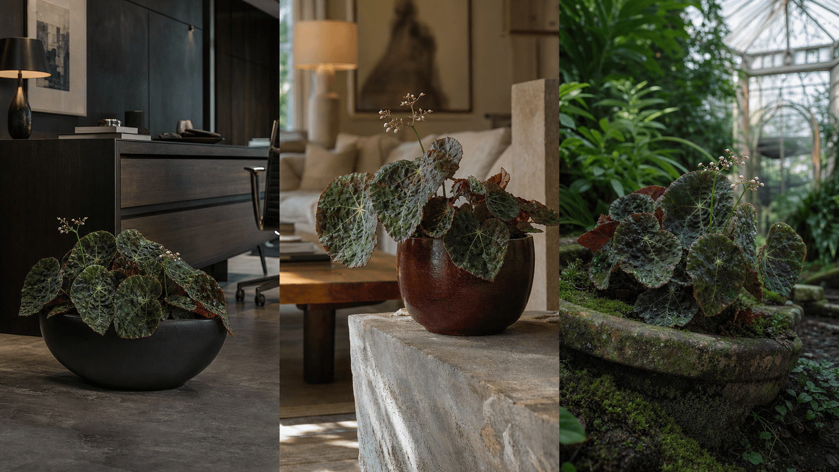 Goegoensis begonia shown in three settings: Executive office, Refined living room, Bright conservatory