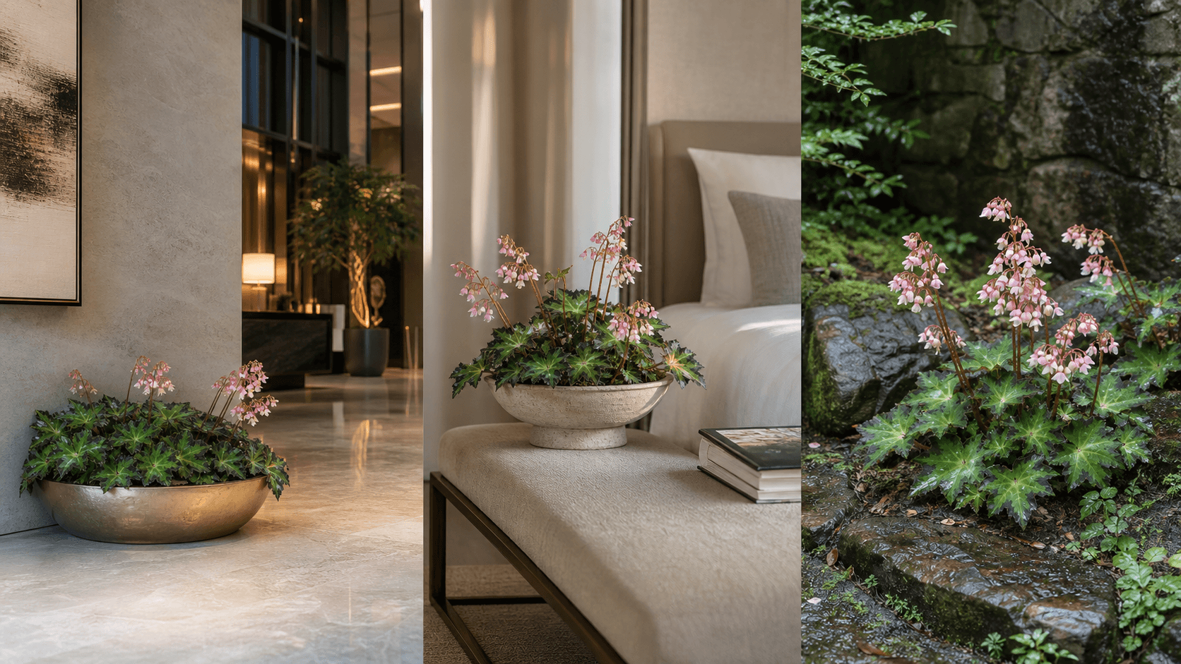 Heracleifolia begonia shown in three settings: Executive office, Refined living room, Bright conservatory