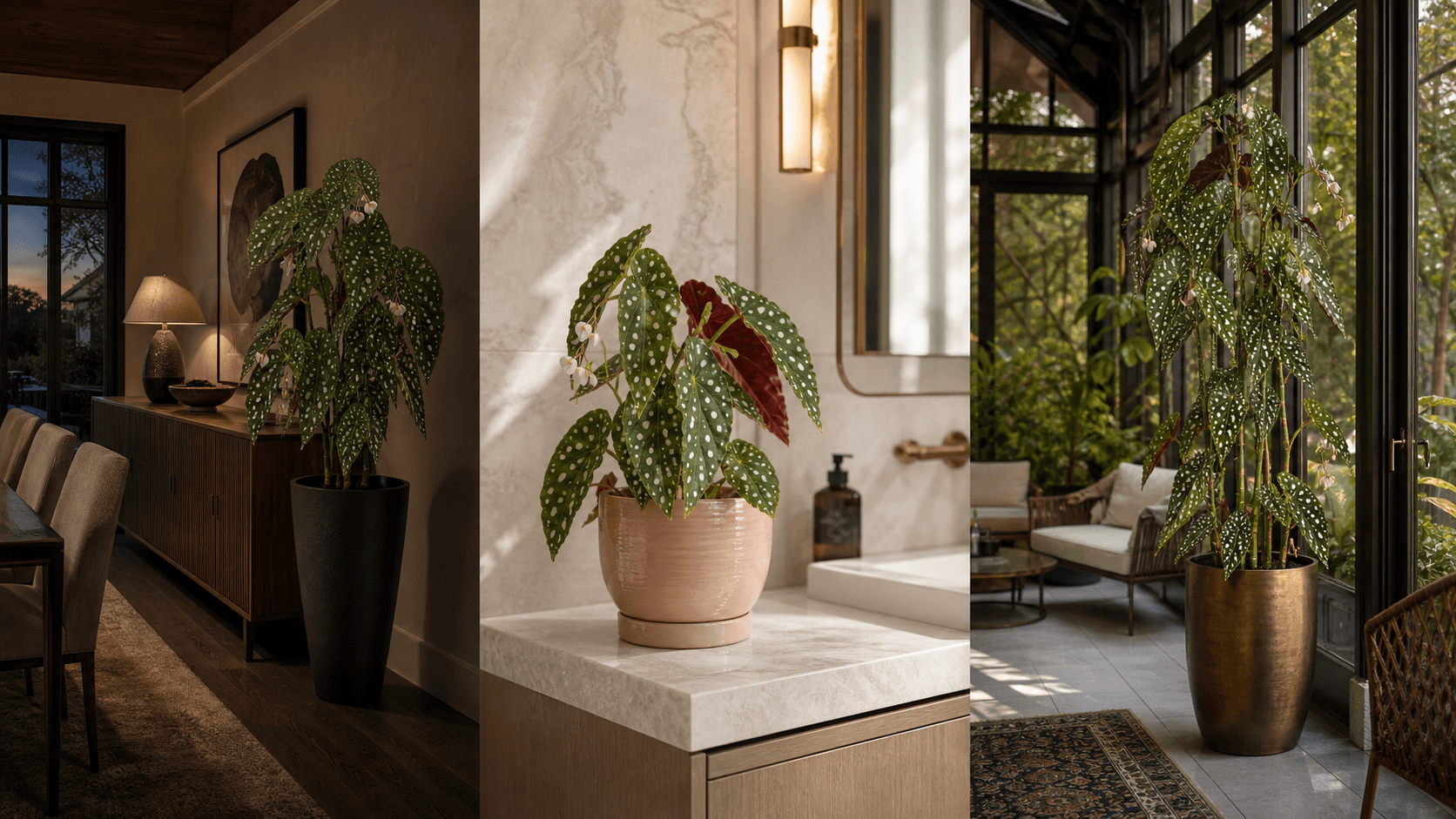 Polka-Dot Begonia shown in three settings: Executive office, Refined living room, Bright conservatory