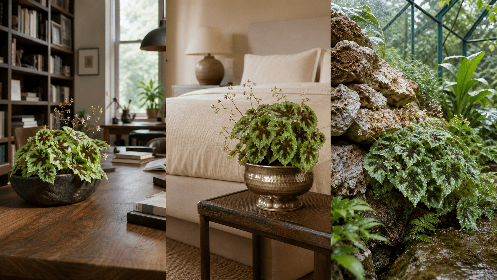 Masoniana begonia shown in three settings: Executive office, Refined living room, Bright conservatory