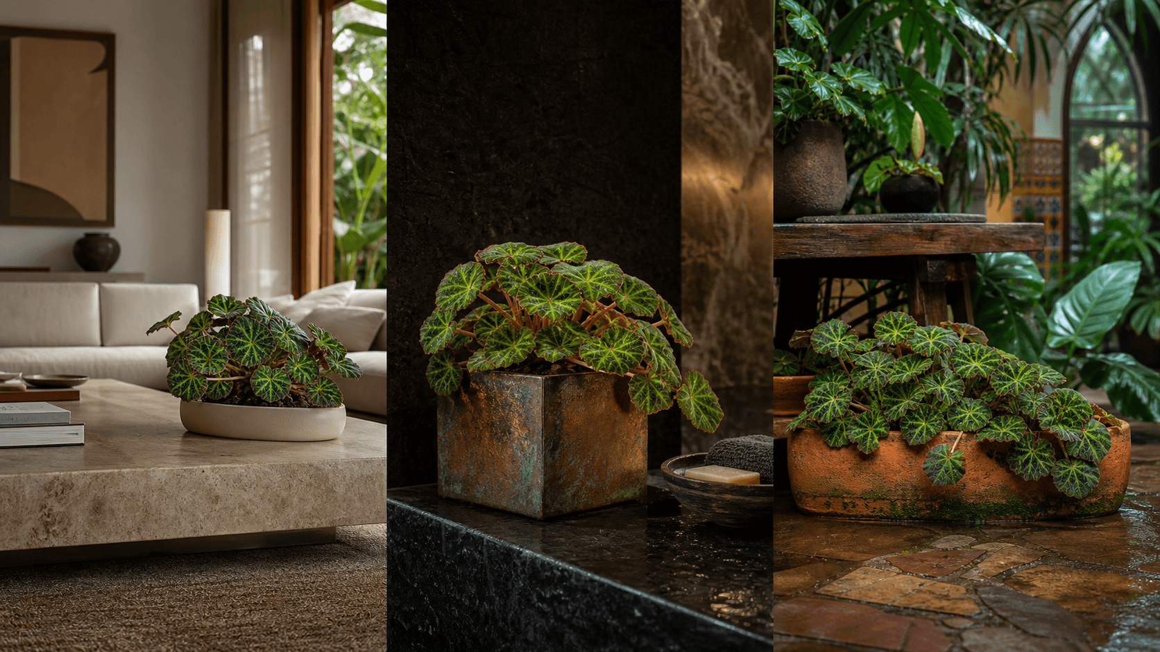 Soli Mutata begonia shown in three settings: Executive office, Refined living room, Bright conservatory
