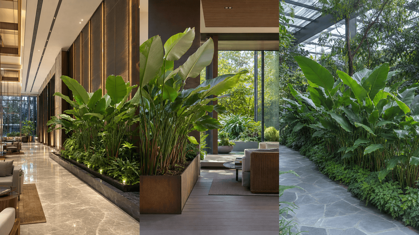Lutea calathea shown in three settings: Executive office, Refined living room, Bright conservatory