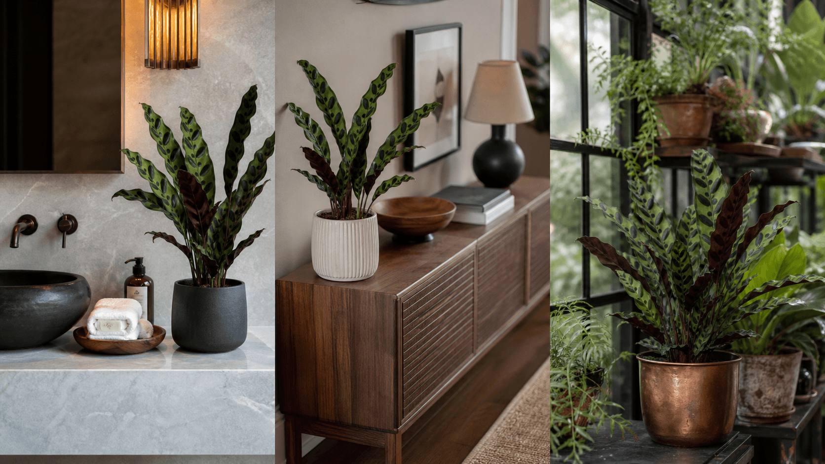 Calathea / Rattlesnake Plant shown in three settings: Executive office, Refined living room, Bright conservatory