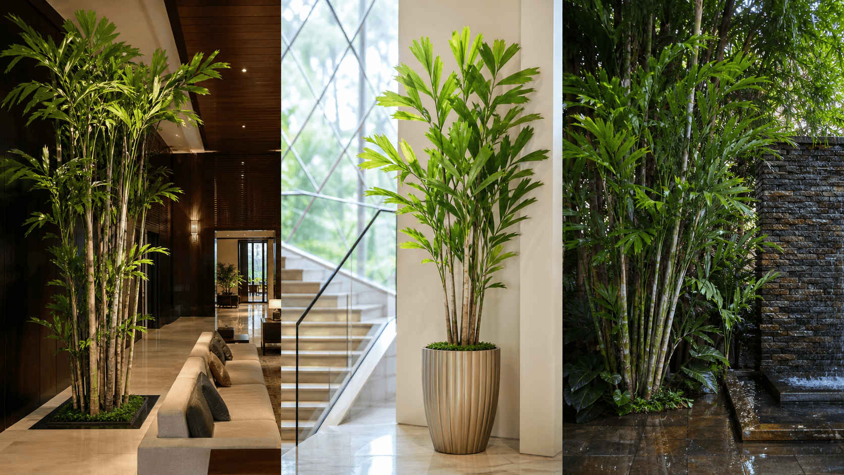 Mitis fishtail palm shown in three settings: Executive office, Refined living room, Bright conservatory