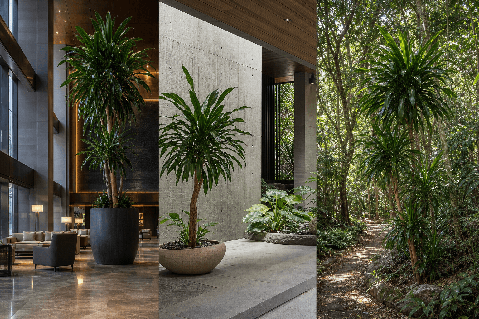 Aletriformis dragon tree shown in three settings: Executive office, Refined living room, Bright conservatory