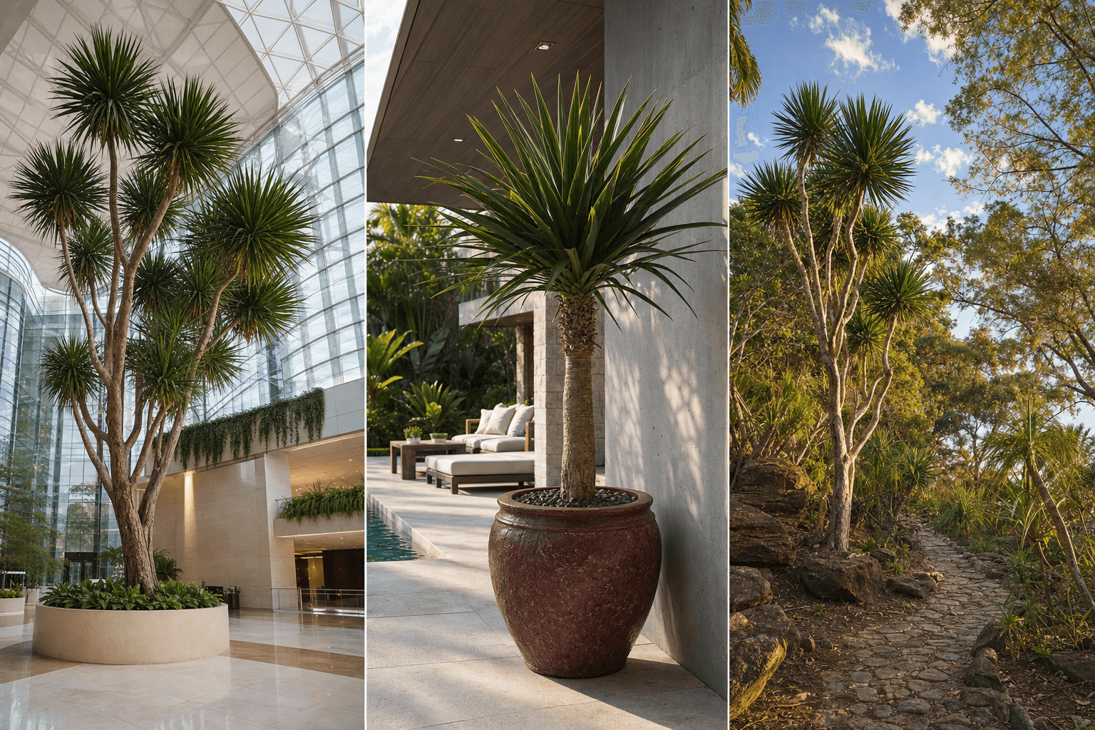 Arborea dragon tree shown in three settings: Executive office, Refined living room, Bright conservatory