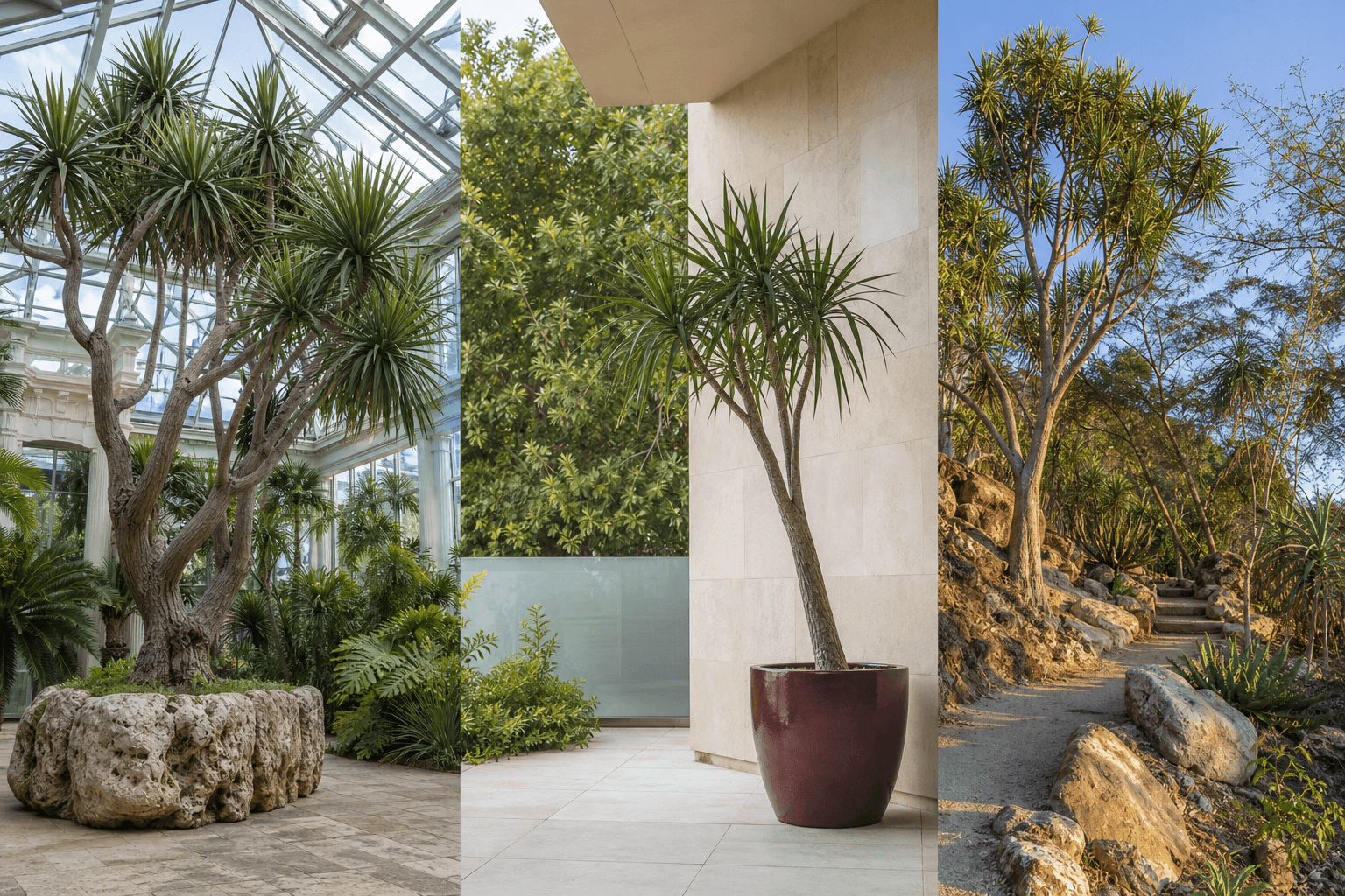 Cochinchinensis dragon tree shown in three settings: Executive office, Refined living room, Bright conservatory