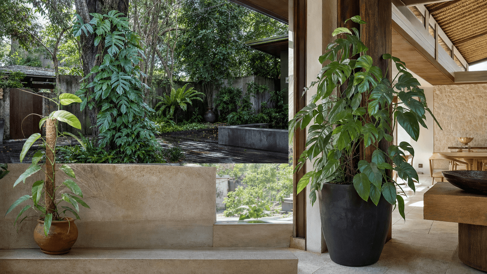 Pinnatum pothos vine shown in three settings: Living room trellis, Architectural entryway support, Conservatory wall