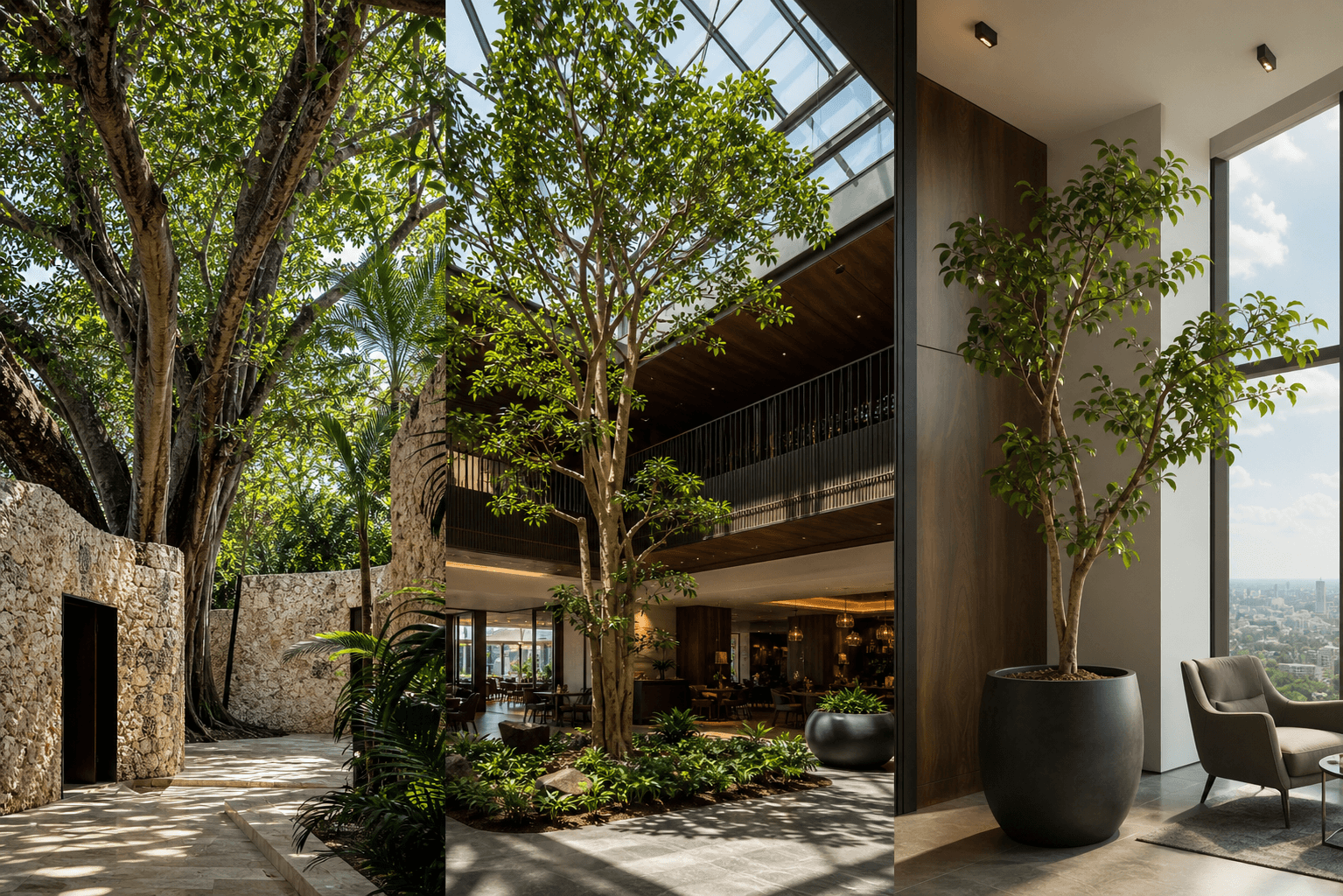 Altissima fig tree shown in three settings: Executive office, Refined living room, Bright conservatory