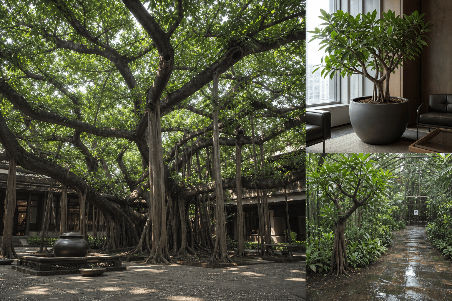 Benghalensis fig tree shown in three settings: Executive office, Refined living room, Bright conservatory