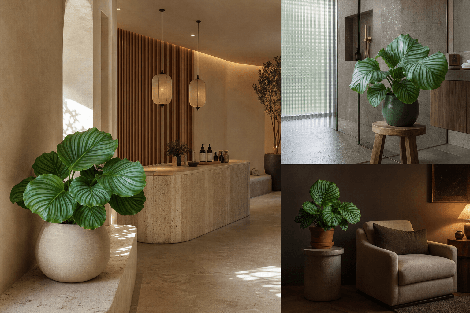 Round-leaf prayer plant shown in three settings: Executive office, Refined living room, Bright conservatory