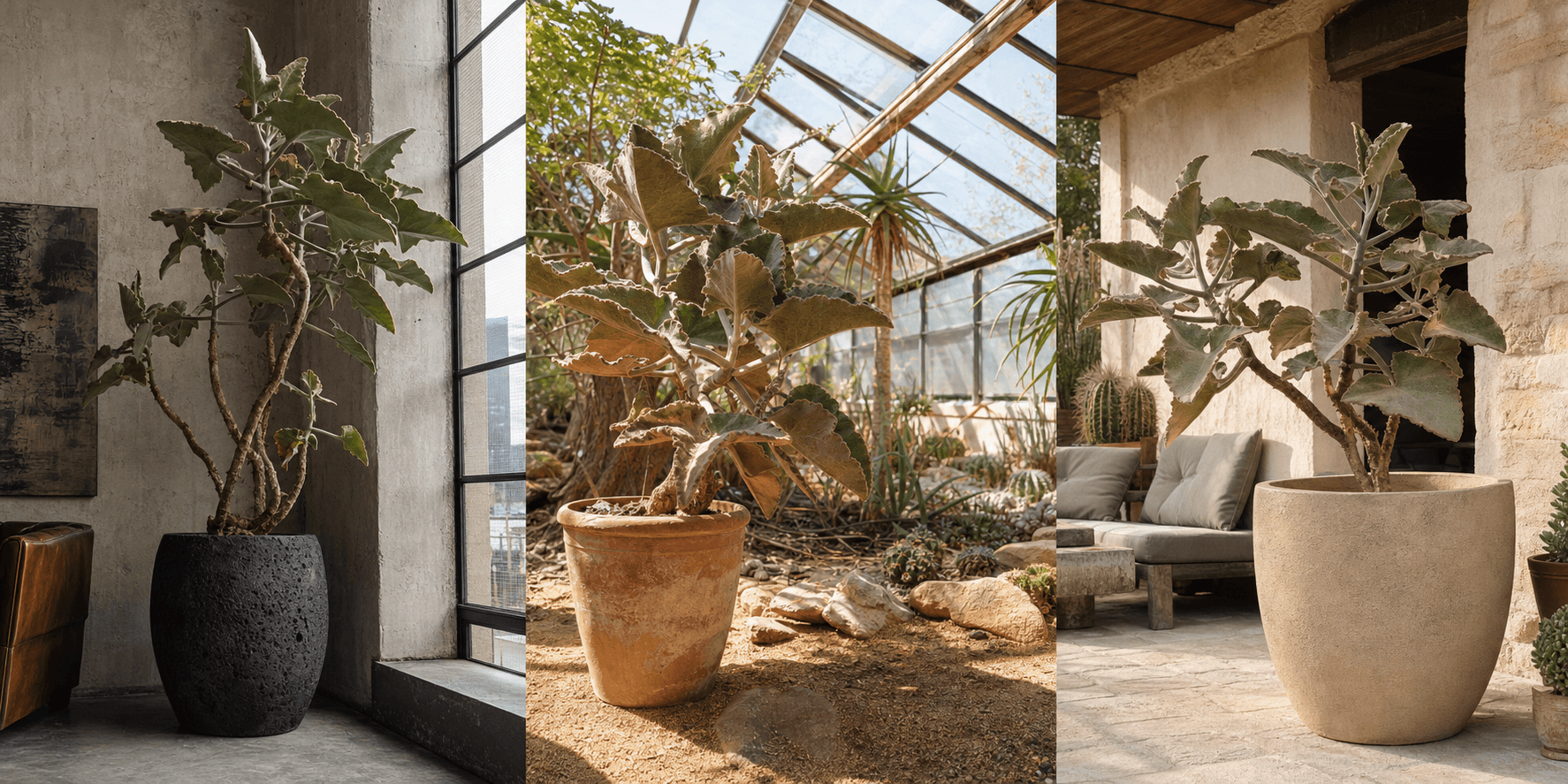 Beharensis kalanchoe shown in three settings: Executive office, Refined living room, Bright conservatory