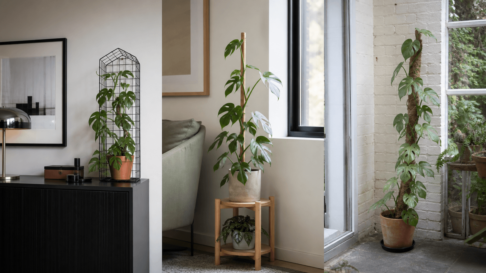 Mini Monstera shown in three settings: Living room trellis, Architectural entryway support, Conservatory wall