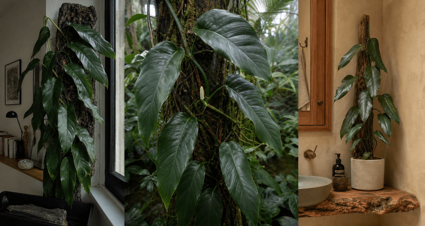 Tuberculata Swiss-cheese vine shown in three settings: Living room trellis, Architectural entryway support, Conservatory wall