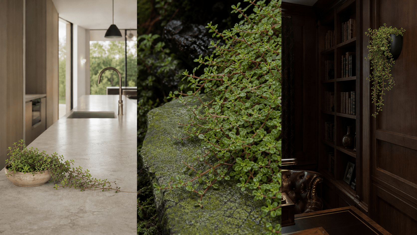 Verticillata radiator plant shown in three settings: Executive office, Refined living room, Bright conservatory