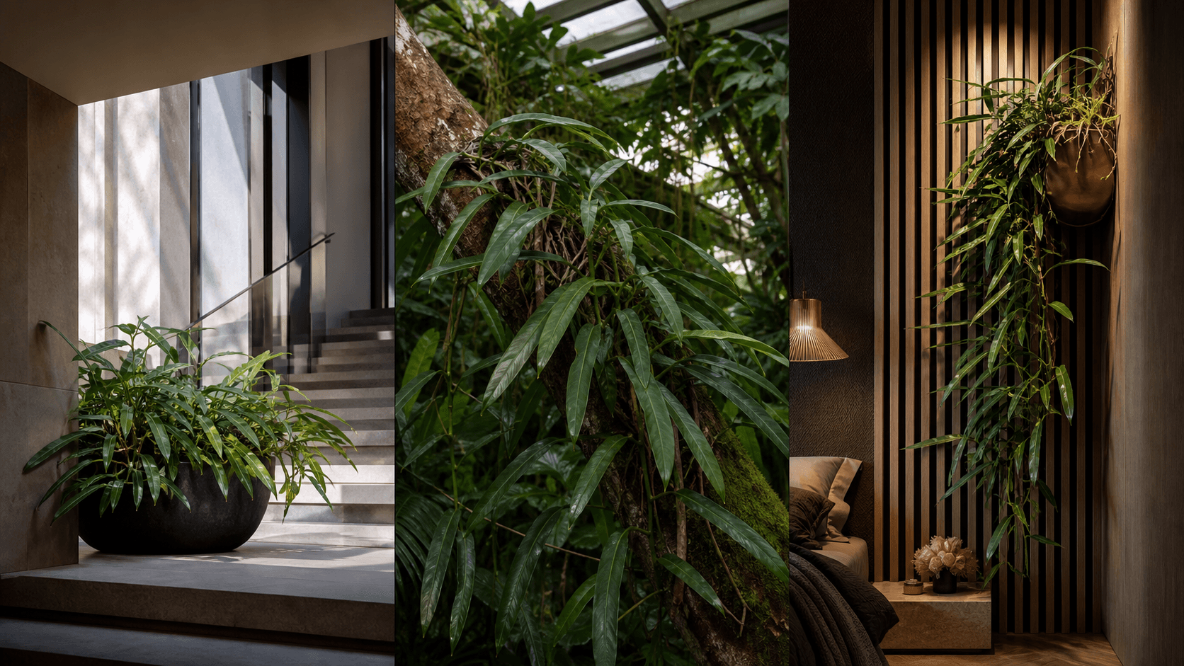 Burle Marxii philodendron shown in three settings: Living room trellis, Architectural entryway support, Conservatory wall